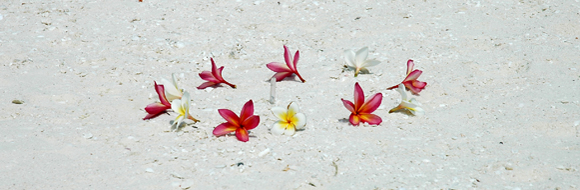 Healing Crystal and Frangipani Flowers